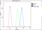 Anti-beta Catenin CTNNB1 Antibody Picoband™ (monoclonal, 1F6)